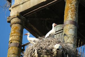 White Stork on nest