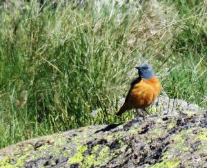 Rock Thrush