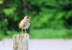 Song Thrush