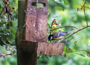 Great Tit