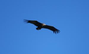 Cinereous (aka Black) Vulture