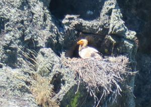 Egyptian Vulture