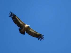 Griffon Vulture