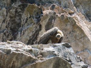 Griffon Vulture
