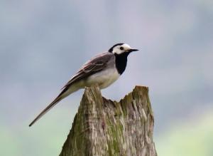 White Wagtail
