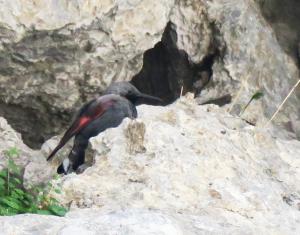 Wallcreeper (finally!)