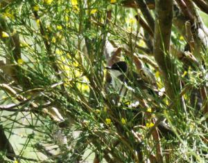 (Find the) Western Orphean Warbler