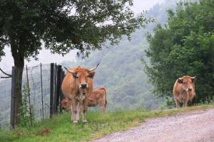 Cows were not pleased to see us