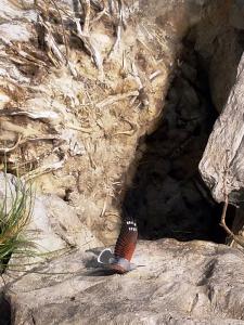 A wallcreeper display at the foundation