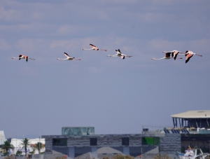 Greater Flamingos in flight