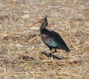 Northern Bald Ibis