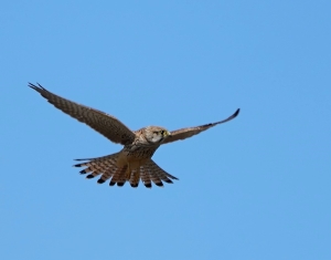 Eurasian Kestrel