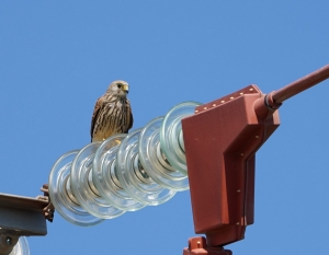 Eurasian Kestrel