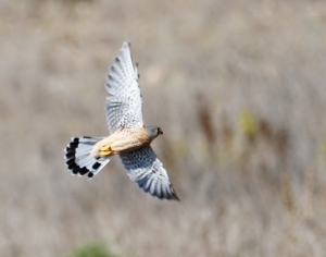 Eurasian Kestrel