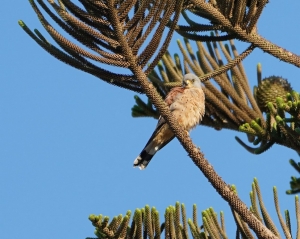 Lesser Kestrel