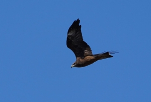 Black Kite
