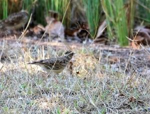 Wood Lark