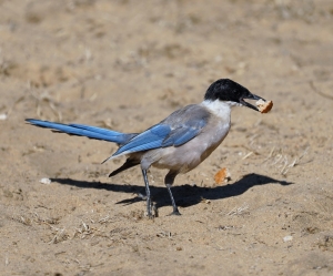 Iberian Magpie