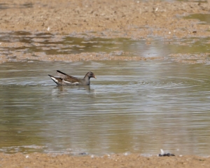 Common Moorhen