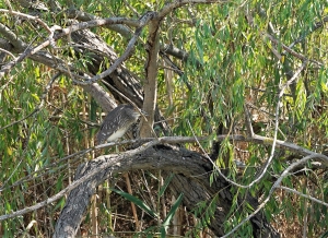 Black-crowned Night-heron