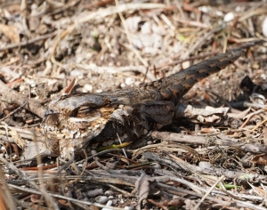 Red-necked Nightjar
