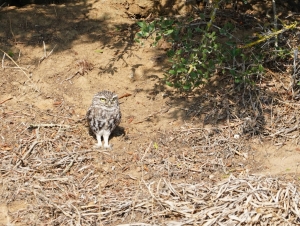 Little Owl