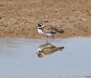 Common Ringed Plover