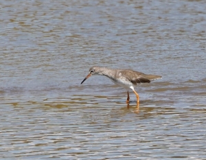 Redshank