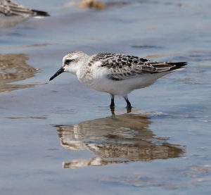 Sanderling