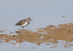 Common Sandpiper