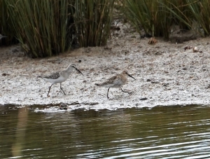 Curlew Sandpiper and Dunlin