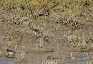 Wood Sandpiper