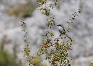 Iberian Gray Shrike