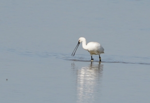 European Spoonbill