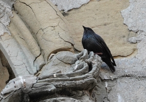 Spotless Starling