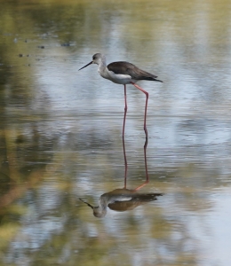 Black-winged Stilt
