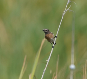 European Stonechat (female)