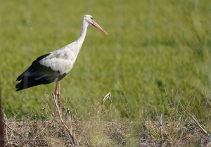 White Stork