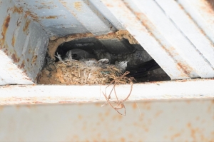 Little Swift in nest