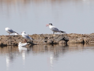 Caspian Tern
