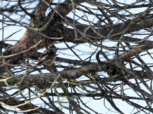 Crested Tit