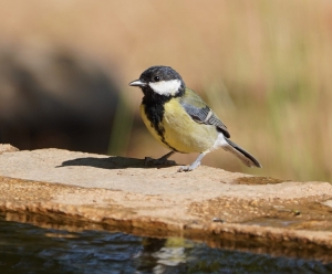 Great Tit