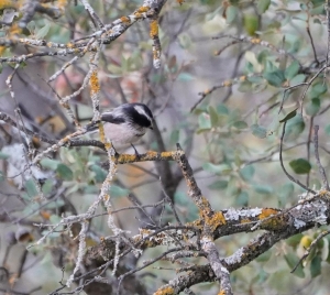 Long-tailed Tit