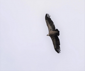 Griffon Vulture