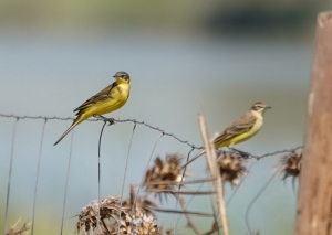 Western Yellow Wagtail
