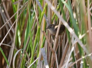 Cetti's Warbler