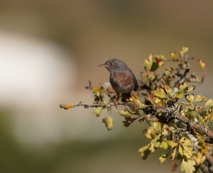 Dartford Warbler