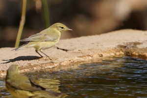 Melodious Warbler