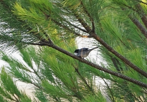 Sardinian Warbler