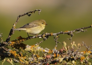 Willow Warbler